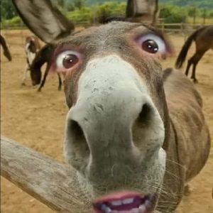 Meet your Posher, Brenda